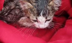 Kuyuya düşen kedi kurtarıldı