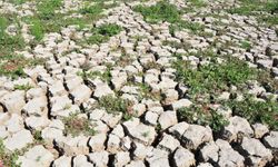Marmara Gölü yeniden canlandı, göçmen kuşlar dönmeye başladı