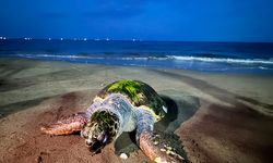Mersin'de sahile ölü caretta caretta vurdu