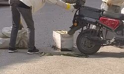 Motosiklette toplanan arıları, özel kıyafetiyle kovana topladı