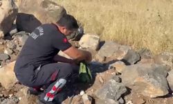Şanlıurfa'da bebek arabasına yılan girdi