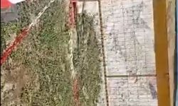 Şantiye sahasındaki kuş yuvasına dubalı önlem