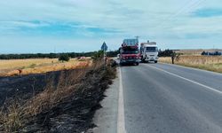 Silivri'de buğday tarlalarında çıkan iki yangında yavru kaplumbağalar öldü