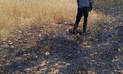 Şırnak'ta buğday tarlasında yangın; 10 dönüm zarar gördü