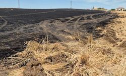 Tekirdağ'da 100 dekar buğday tarlası yandı