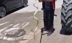 Traktörün tekerleğinden çıkarılan yılan, doğal yaşam alanına bırakıldı