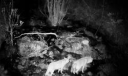Tunceli'de şelaleden geçen yaban hayvanları fotokapana yakalandı