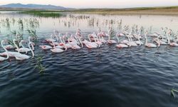 Tuz Gölü'ne göç yolunda mola veren flamingolar renkli görüntüler oluşturdu