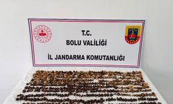Yabani salep toplayan 3 kişiye 2 milyon 97 bin TL ceza