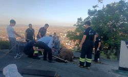 Yamaçta otlarken çıktığı evin çatısında mahsur kalan inek kurtarıldı