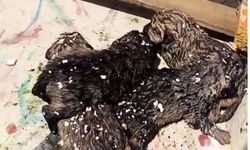Yangında mahsur kalan köpek ve 4 yavrusu tedaviye alındı