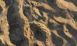 2026'nın ilk caretta yavruları denizle buluştu