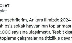 Ankara'da 52 bin sahipsiz sokak hayvanı toplandı