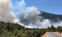 Antalya Akseki'deki orman yangınında 100 hektar alan zarar gördü