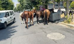 Avcılar'da sokakta dolaşan başıboş atlar çiftlikten kaçmış