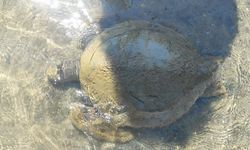 Ayvalık'ta sahilde ölü caretta caretta bulundu
