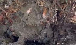 Bakırköy'de asırlık çınar ağacı park halindeki otomobilin üzerine devrildi