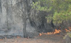 Balıkesir Gömeç'teki yangın 2'nci gününde (2)