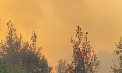 Balıkesir Susurluk'ta orman yangını (4)