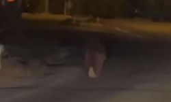 Balkonda uyuyan kişiye saldırıp öldüren ayı vuruldu