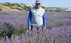 Burdur'da lavanta zamanı