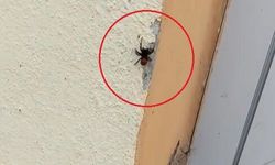 Bursa'da, soyu tükenme tehlikesi altında olan 'Uğur böceği örümceği' görüldü