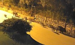 Bursa'da yaban domuzu sürücü şehir merkezine indi