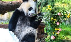 Çin'de panda yavrusu Wang Shu'nun 1'inci doğum günü kutlandı