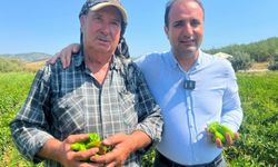 Coğrafi işaretli Arslanlar biberinde hasat başladı