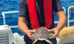 Çuvala dolanan deniz kaplumbağası kurtarıldı