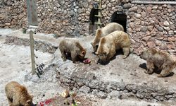 Doğal Yaşam Parkı'nda sıcak mesaisi / Ek fotoğraflar