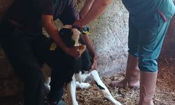 Edirne'de inek, üçüz doğurdu