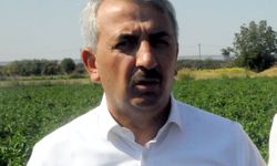 Edirne'nin meşhur Karaağaç acı biberinde, oyun havalarıyla hasat