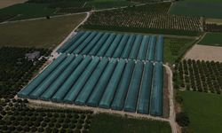 Ege'nin ilk telli terbiye sistemli serasında tropikal meyve üretimi