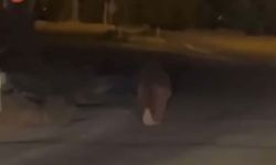 Evinin balkonunda uyurken ayının saldırısına uğrayan kişi öldü