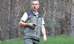 Finlandiya'dan ithal edilen uçucu yağ, Doğu'daki sarıçam ormanlarından üretilecek