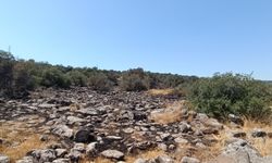 Gaziantep'te orman yangını (2)