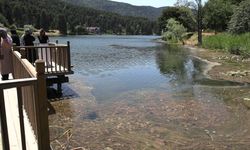 Gölcük Tabiat Parkı'nda balık ölümleri / Ek fotoğraflar