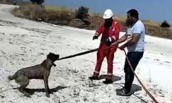 Gölette mahsur kalan 4 köpeği vatandaşlar kurtardı