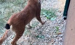 Hamzabeyli Sınır Kapısı'nda 2 vaşak ile 2 Serval kedisi ele geçirildi
