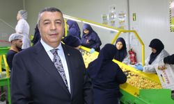 Hasat edilen kayısı Avrupa'ya ihraç ediliyor