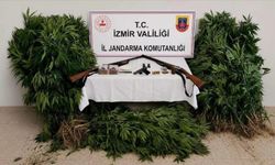 İzmir'de ormanda kenevir yetiştiren şüpheli tutuklandı