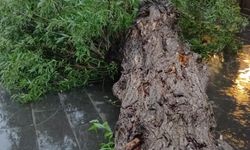 Kars'ta sağanak ve fırtına; yollar göle döndü, ağaç devrildi