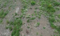Kırsalda yiyecek arayan ayı, dronu fark edince kaçtı