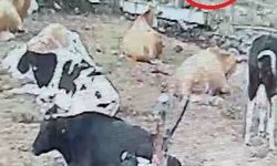 Kırşehir'de mandıraya giren 2 kurdun buzağıyı yaraladığı anlar kamerada