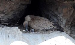Kızıl akbabaların yavrularını beslemesi kamerada