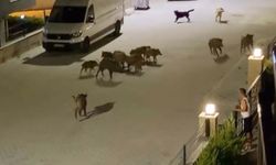 Kuşadası'nda başıboş köpekler yavru yaban domuzuna saldırdı; o anlar kamerada
