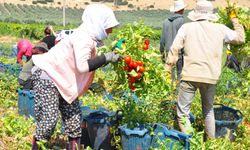 Manisa'da domates hasadı başladı