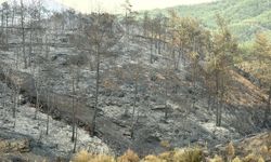 Muğla'daki yangınlarda 5 bin hektardan fazla alan zarar gördü