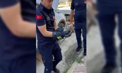 Otomobilin motor kısmına giren yavru kediyi itfaiye kurtardı